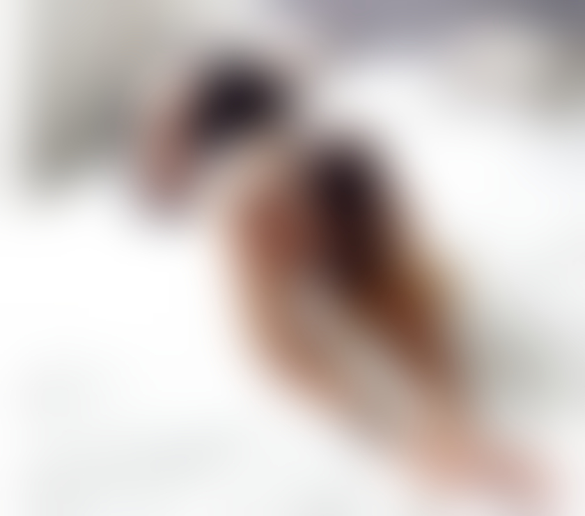 Trans Escorts West Midlands Birmingham - Photos for NATASHA TS ONLY OUTCALLS PARTS